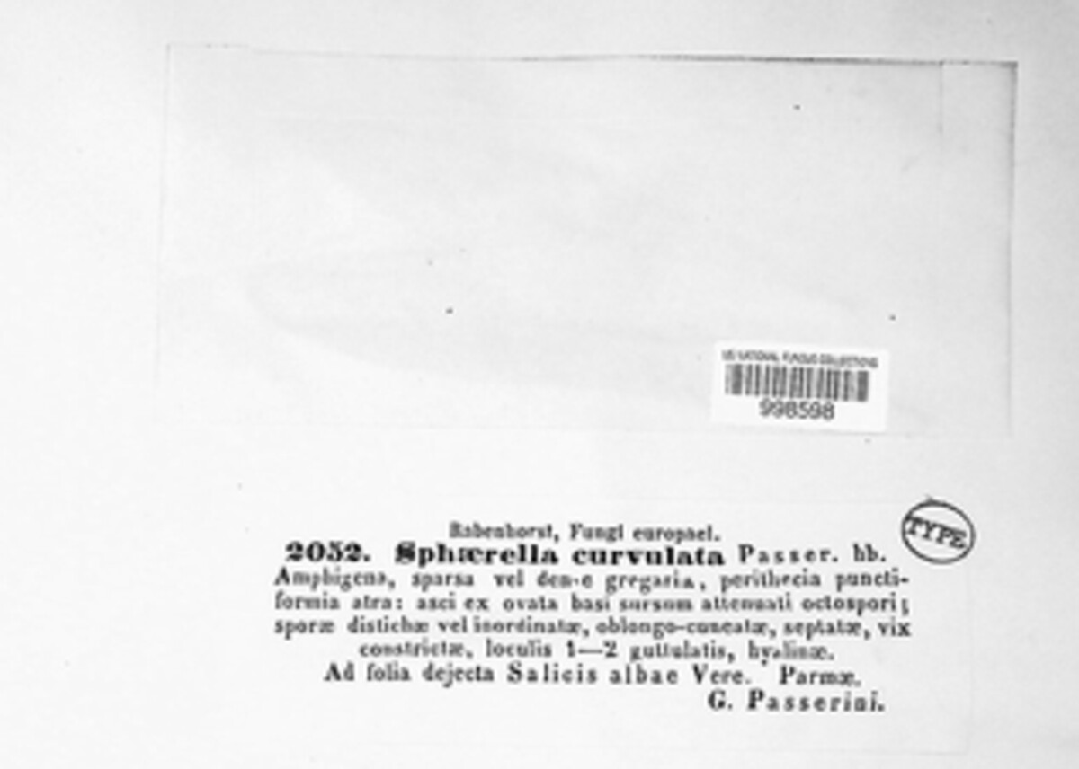 Mycosphaerella curvulata image